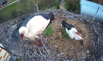 Obraz podglądu z kamery internetowej Storks Staré Město